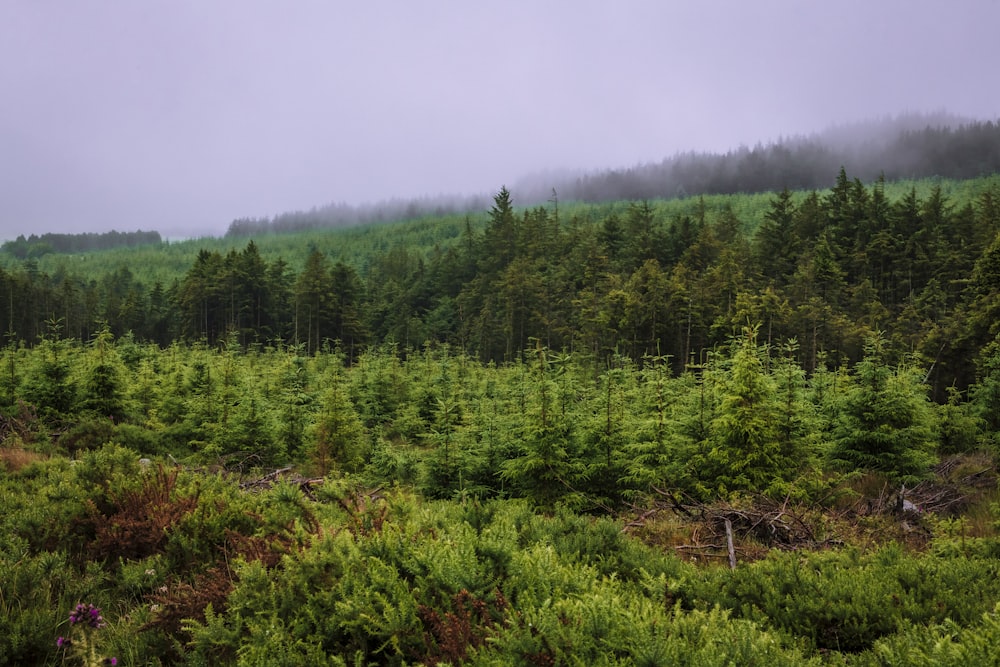 green trees under white sky during daytime