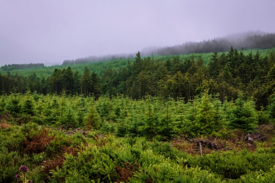 green trees under white sky during daytime in Wicklow Ireland