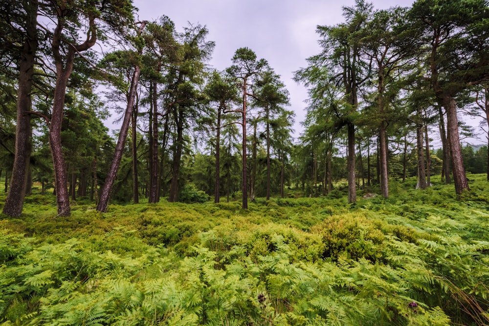 a lush green forest filled with lots of trees