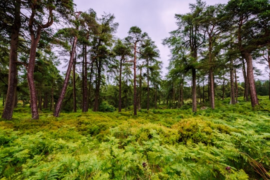 photo of Wicklow Forest near Dublin