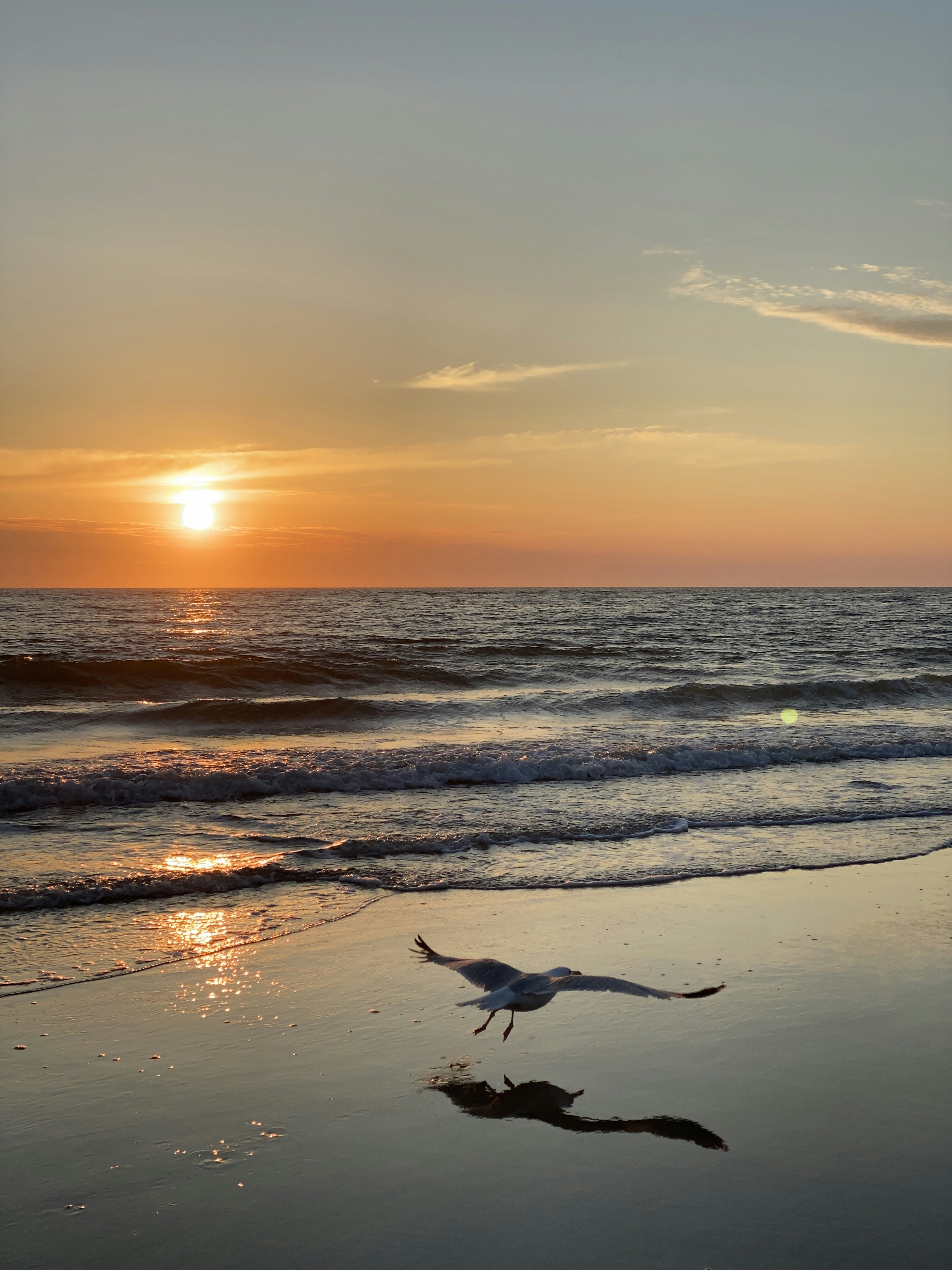 Weißer Vogel, der bei Sonnenuntergang über das Meer fliegt Foto