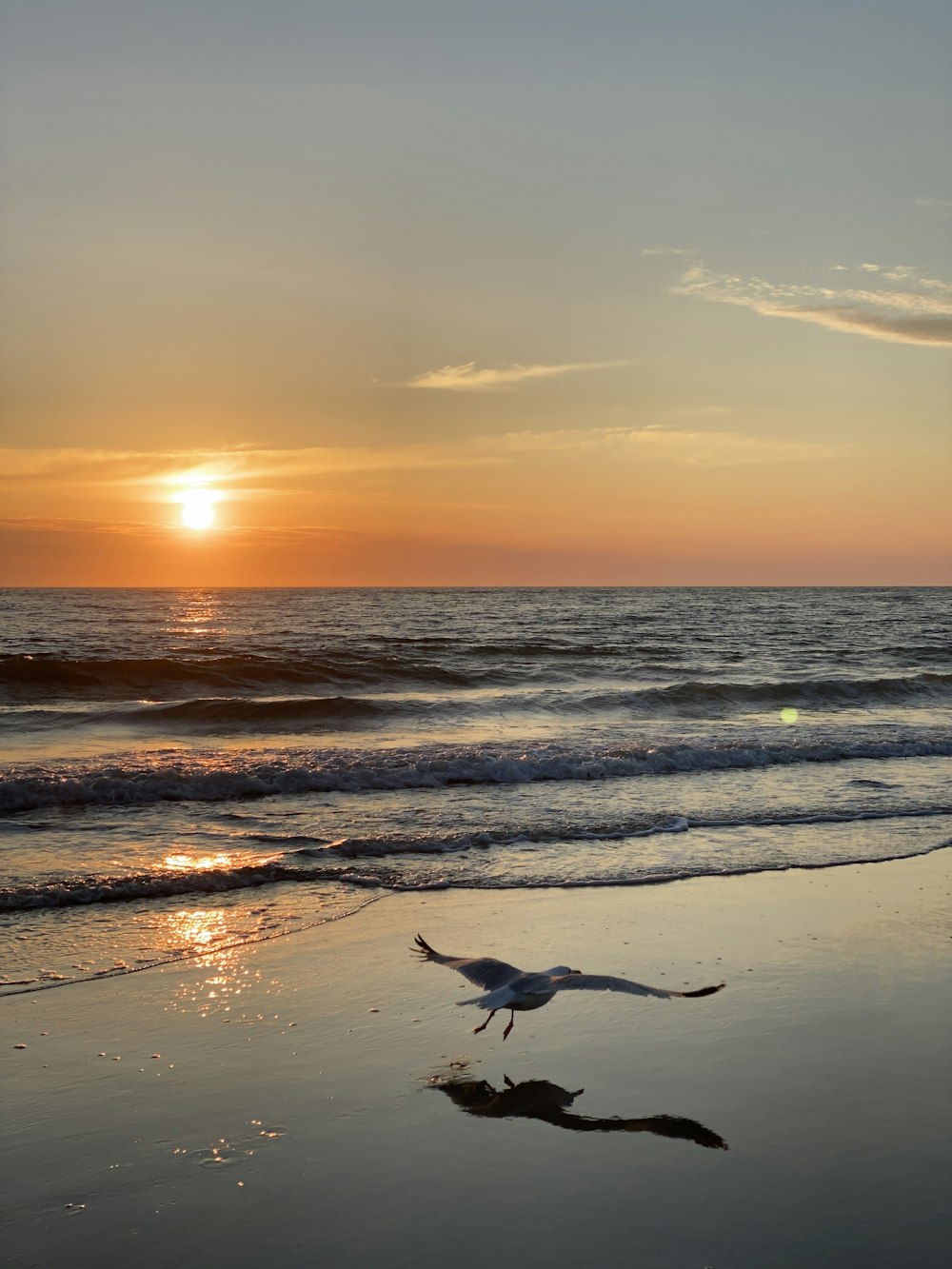 pájaro blanco volando sobre el mar durante la puesta del sol