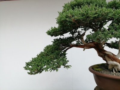 A well-maintained bonsai tree positioned in a round, brown pot. The tree has a thick, twisted trunk with lush, dense green foliage extending outwards predominantly to one side. The background is a plain white wall, which brings focus to the bonsai tree.