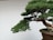 A well-maintained bonsai tree positioned in a round, brown pot. The tree has a thick, twisted trunk with lush, dense green foliage extending outwards predominantly to one side. The background is a plain white wall, which brings focus to the bonsai tree.