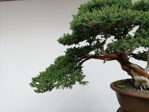 A well-maintained bonsai tree positioned in a round, brown pot. The tree has a thick, twisted trunk with lush, dense green foliage extending outwards predominantly to one side. The background is a plain white wall, which brings focus to the bonsai tree.