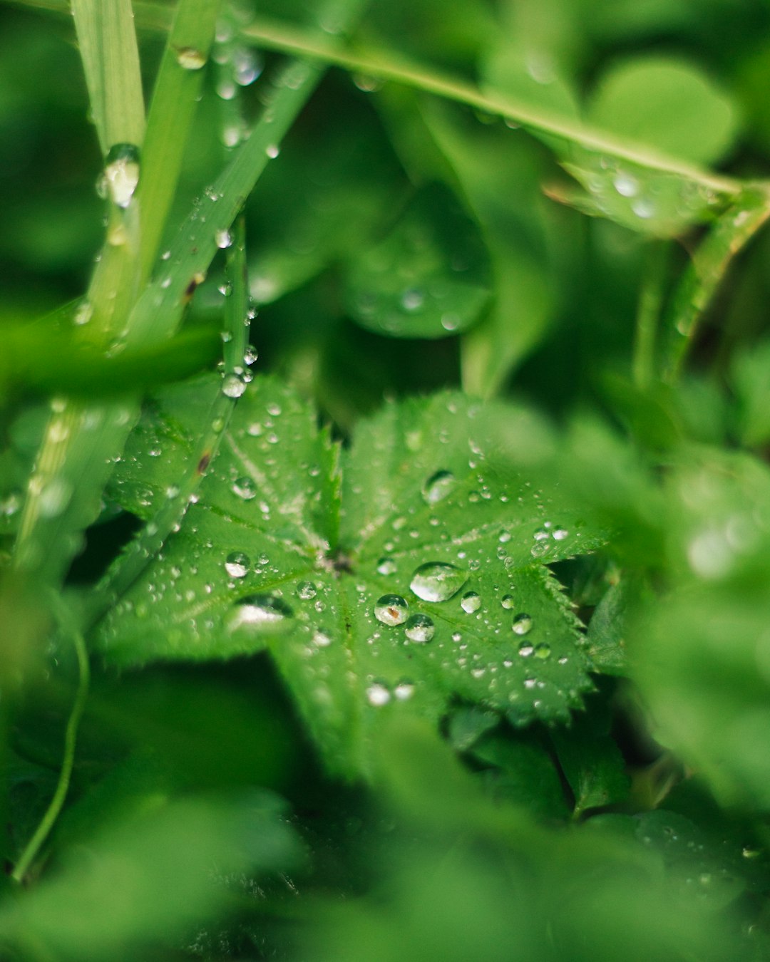 water droplets on green leaf