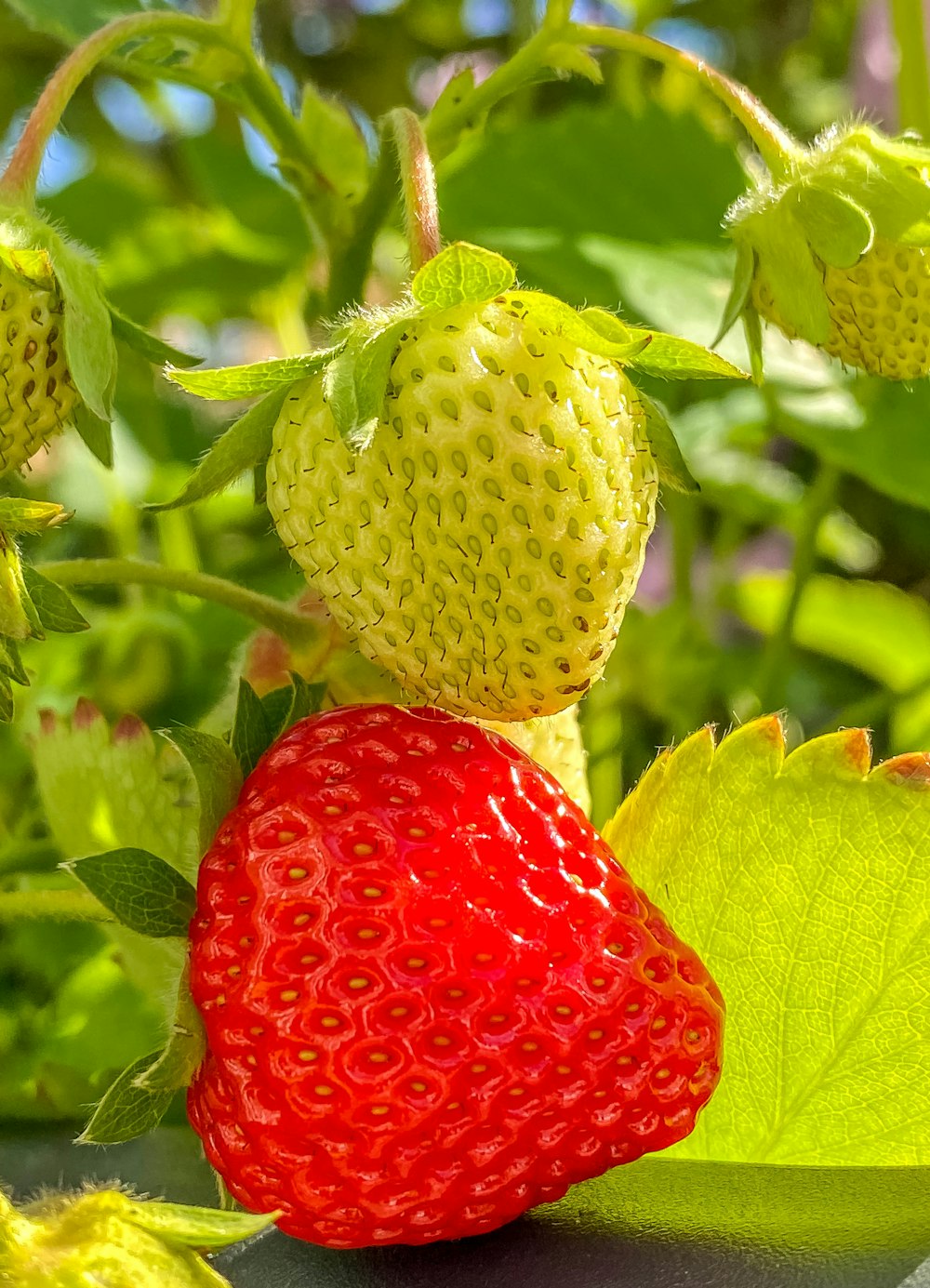 red strawberry fruit in close up photography