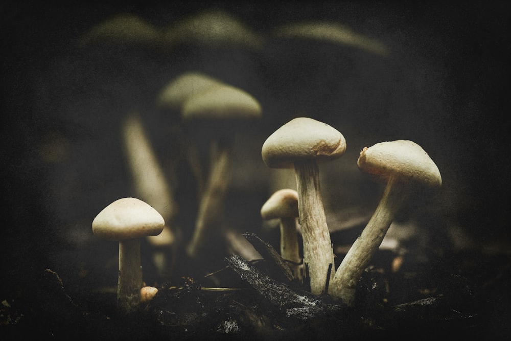 white mushrooms on black soil