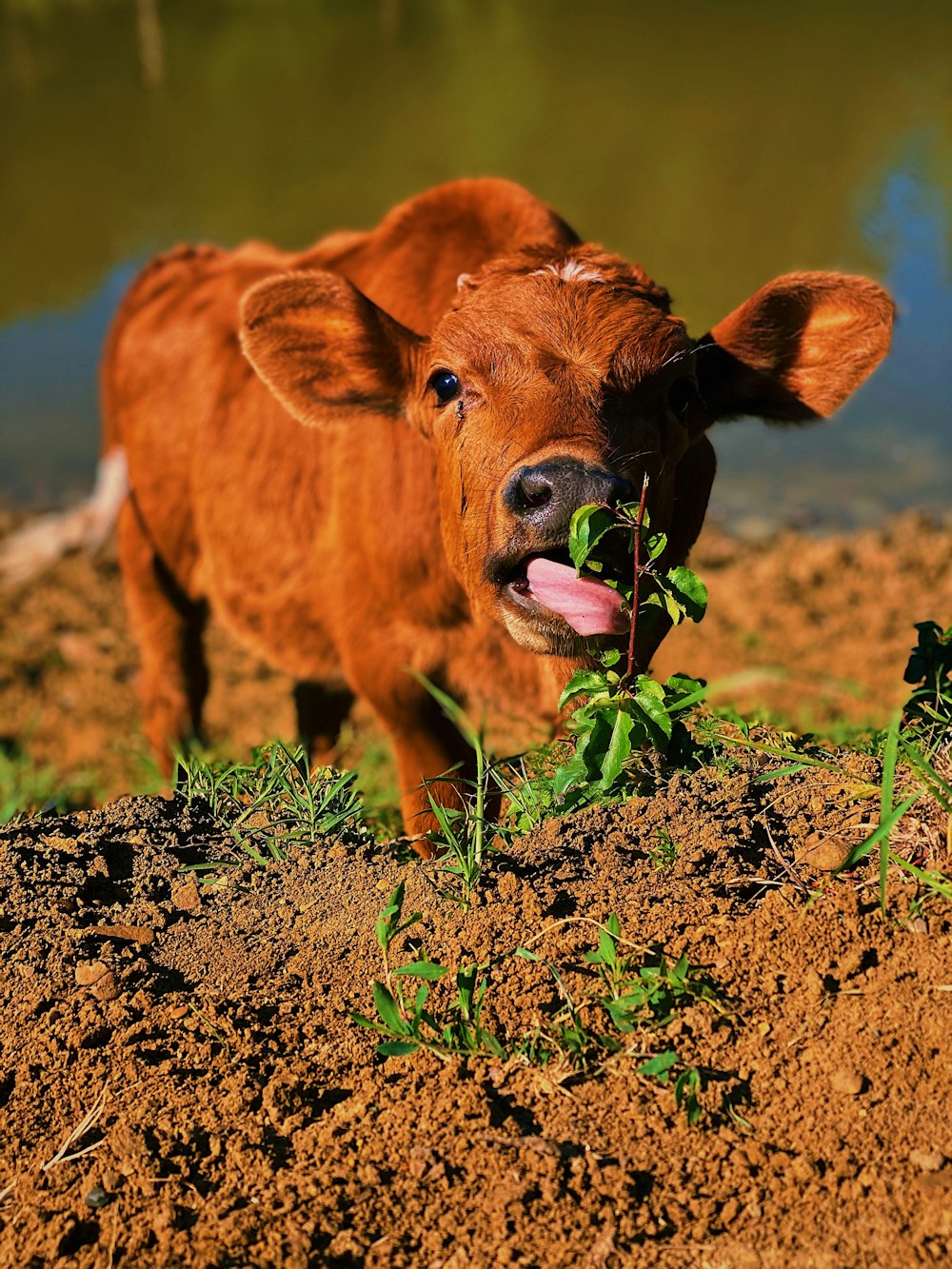 a brown cow standing on top of a dirt field