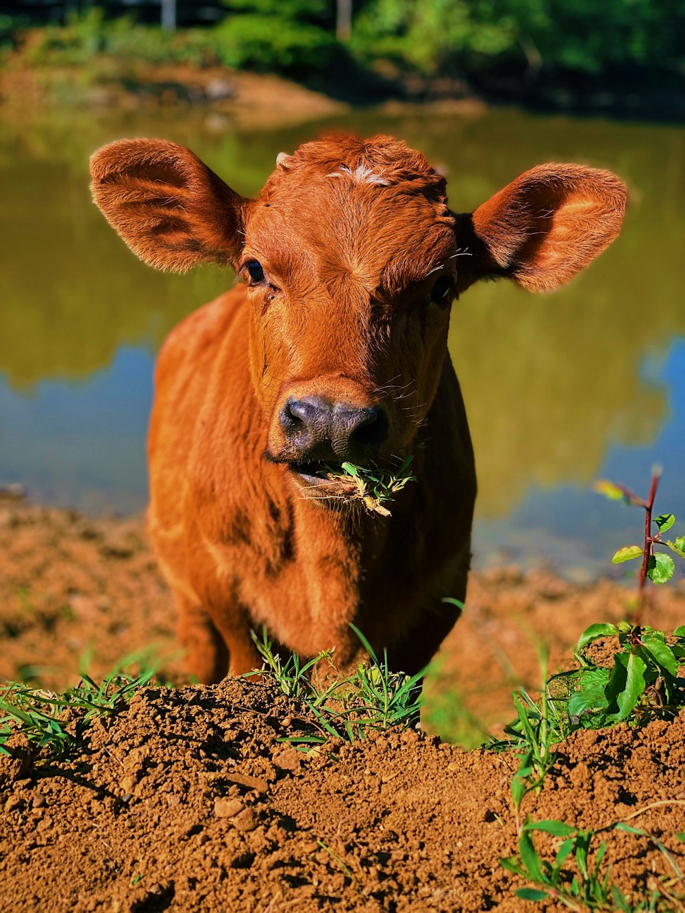 brown cow on brown soil