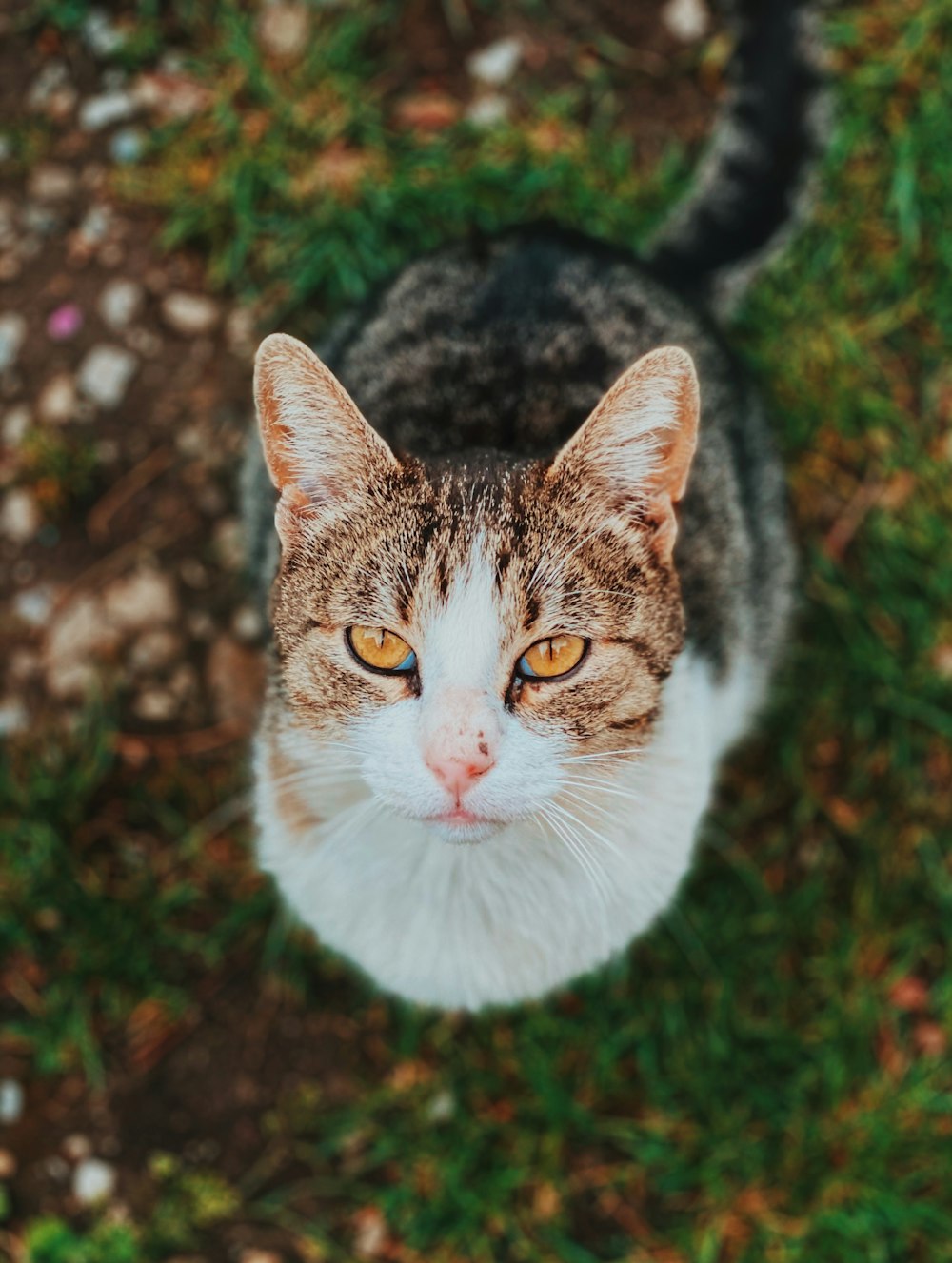 white and brown tabby cat