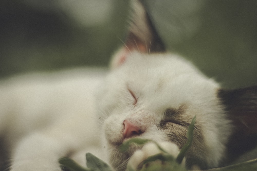 white cat on green grass