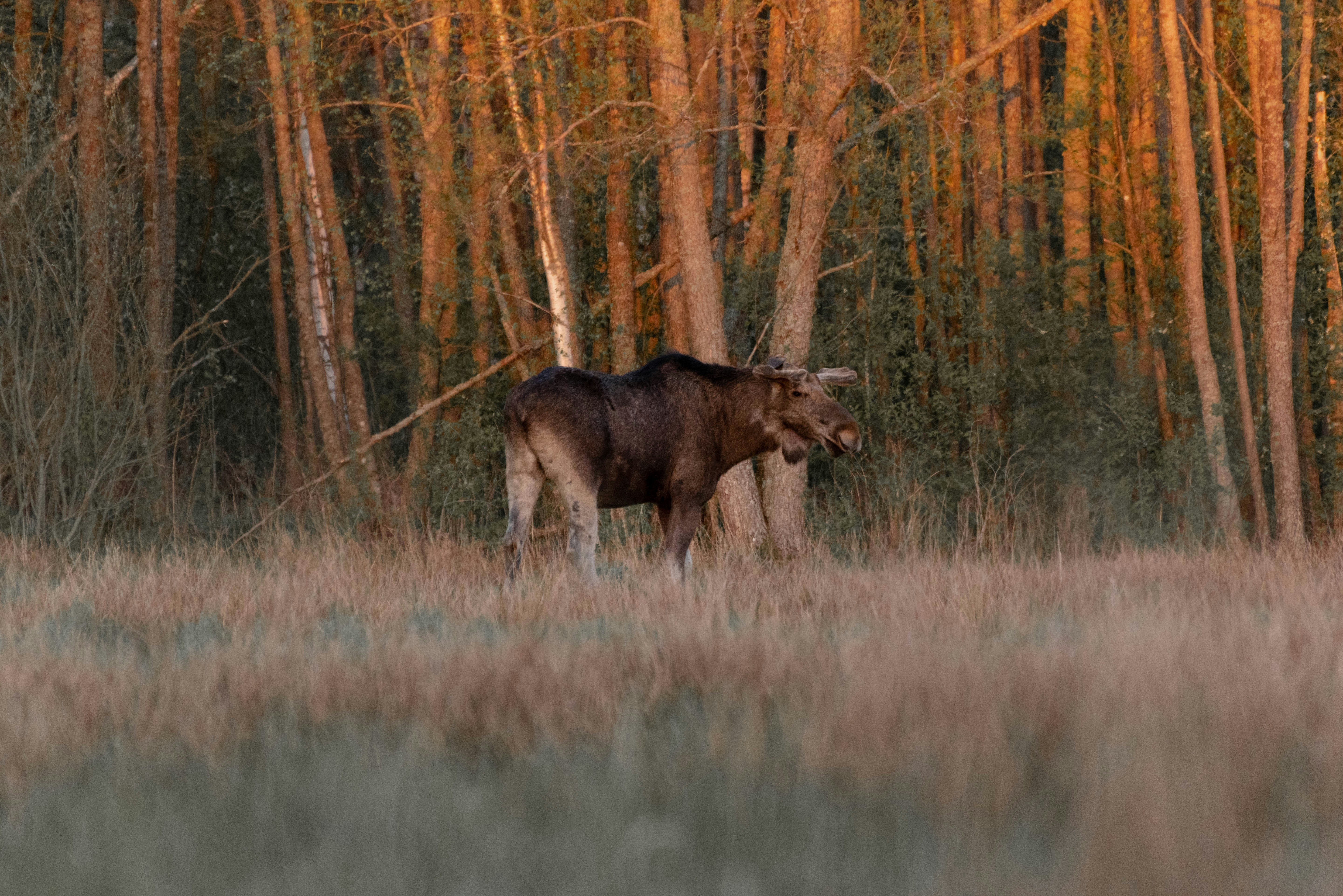 Photo by karliszalans