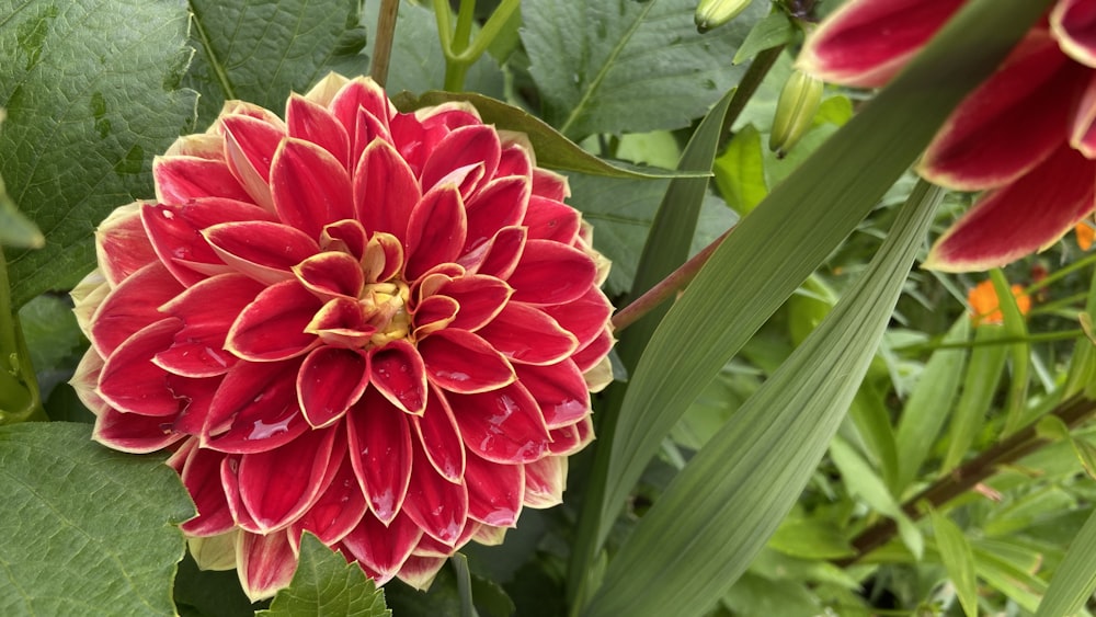 red and white flower in close up photography