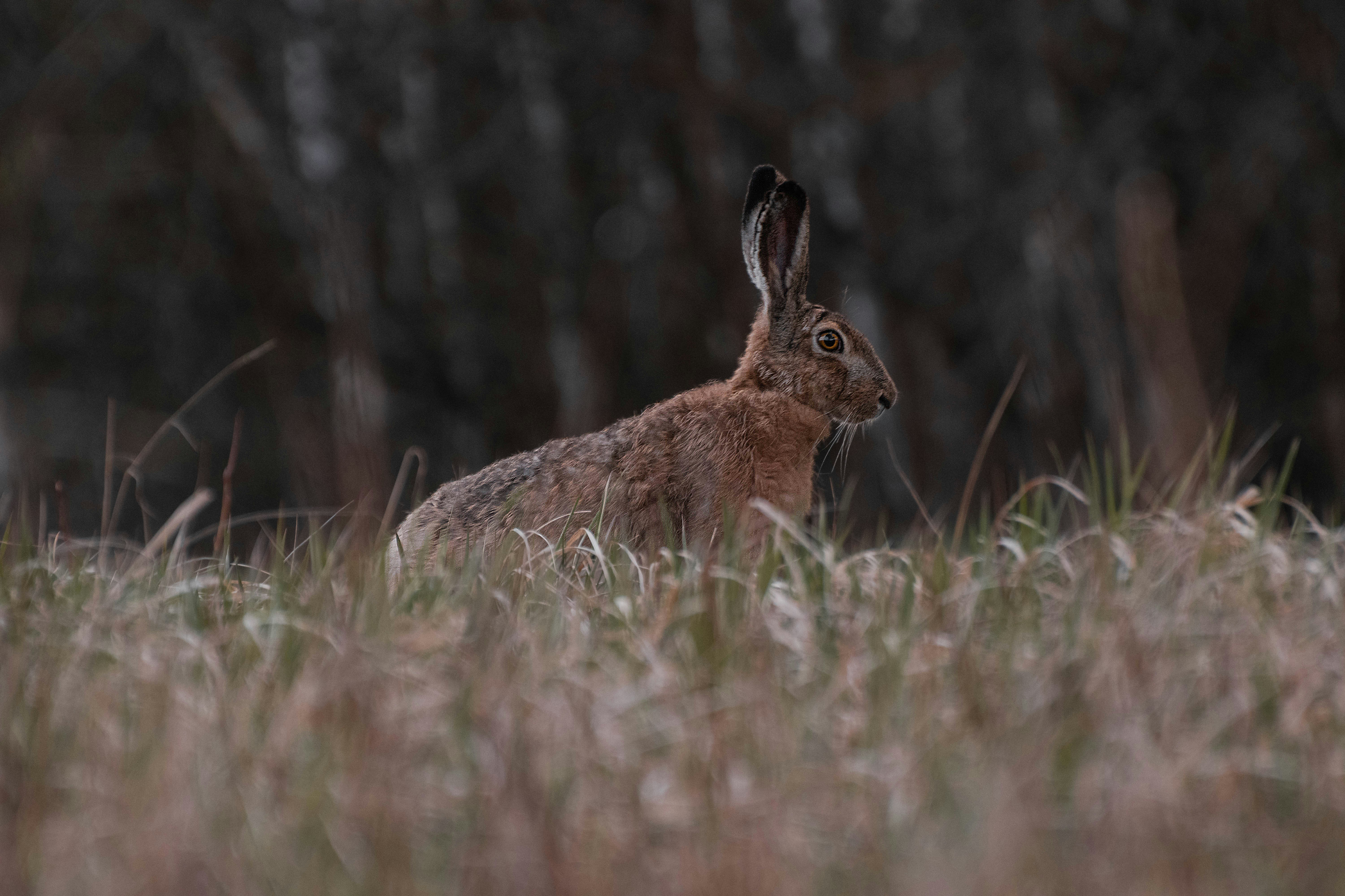 Photo by karliszalans