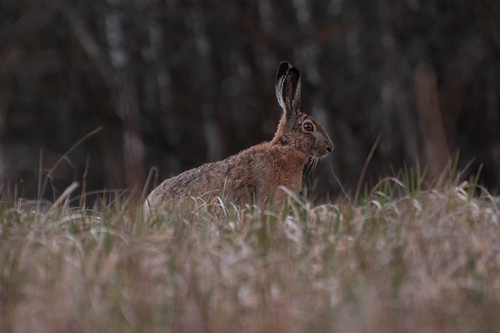 brown rabbit on green grass during daytime