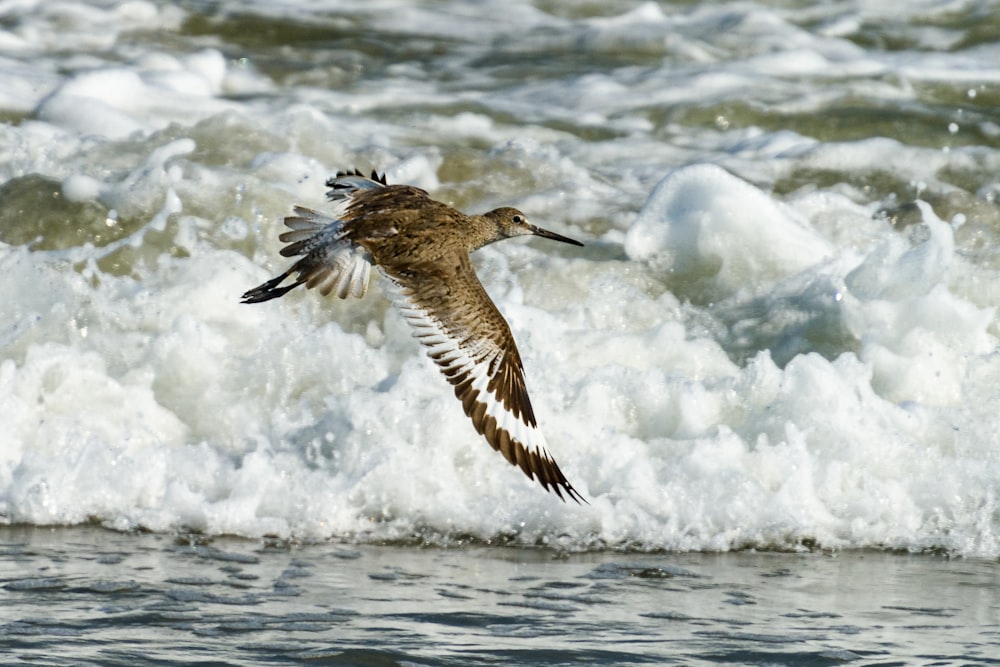 brown and white bird flying over the water