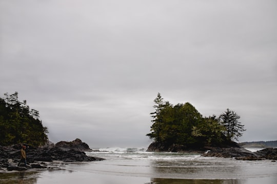 green trees on brown rock formation on sea water under white clouds during daytime in Tofino Canada
