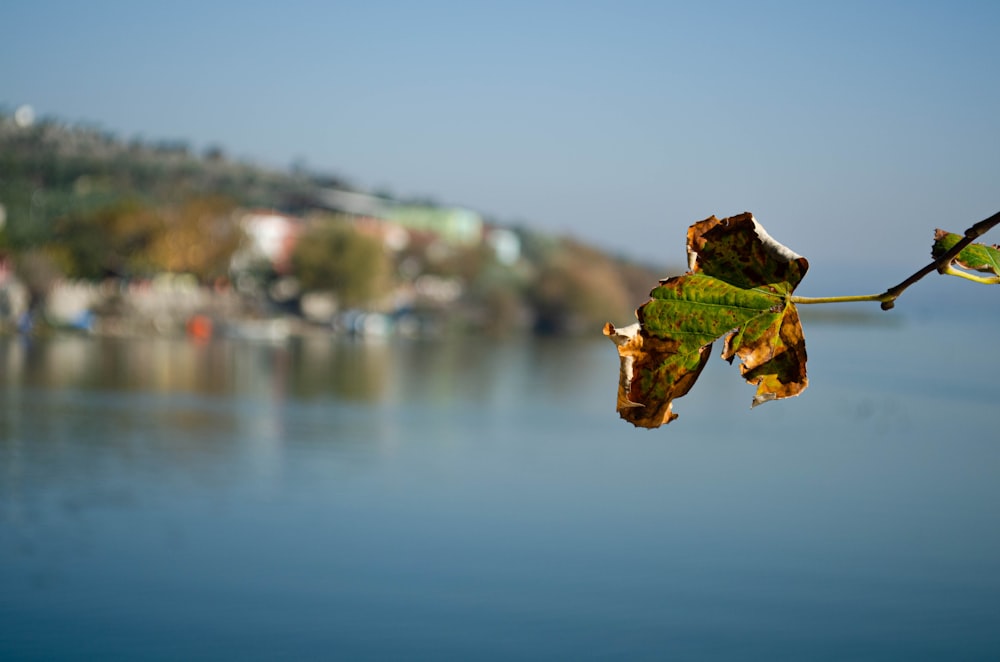 green and brown leaf in tilt shift lens