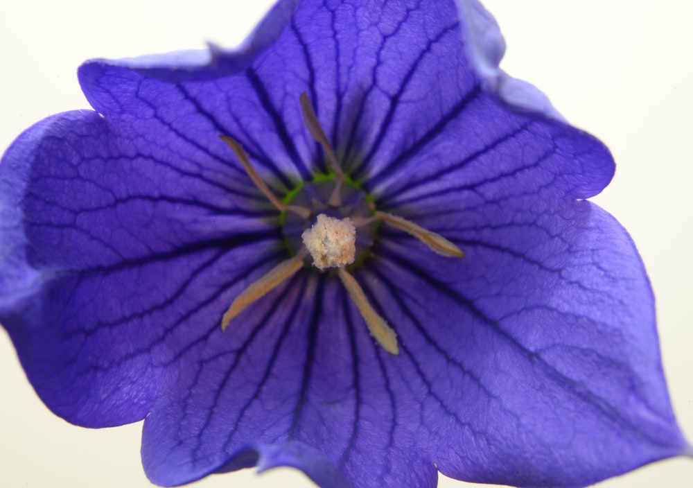 flor púrpura en fondo blanco