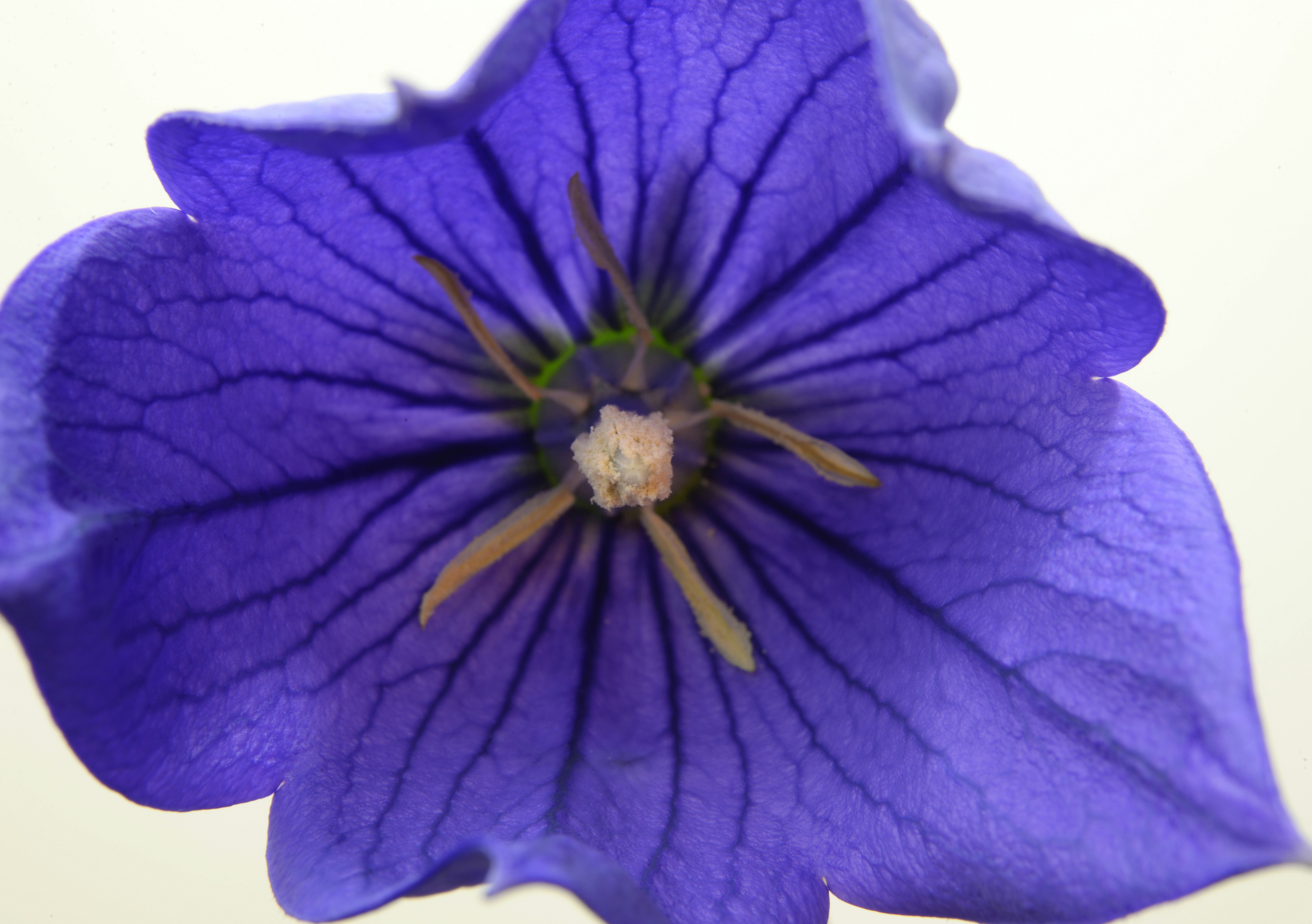 This is an open balloon flower, also known as Chinese bellflower or Platycodon. Before opening, the flower bud resembles a balloon. Now, however, it has a star shape. Inside, you can see the five anthers spread apart, and the center style covered with pollen.