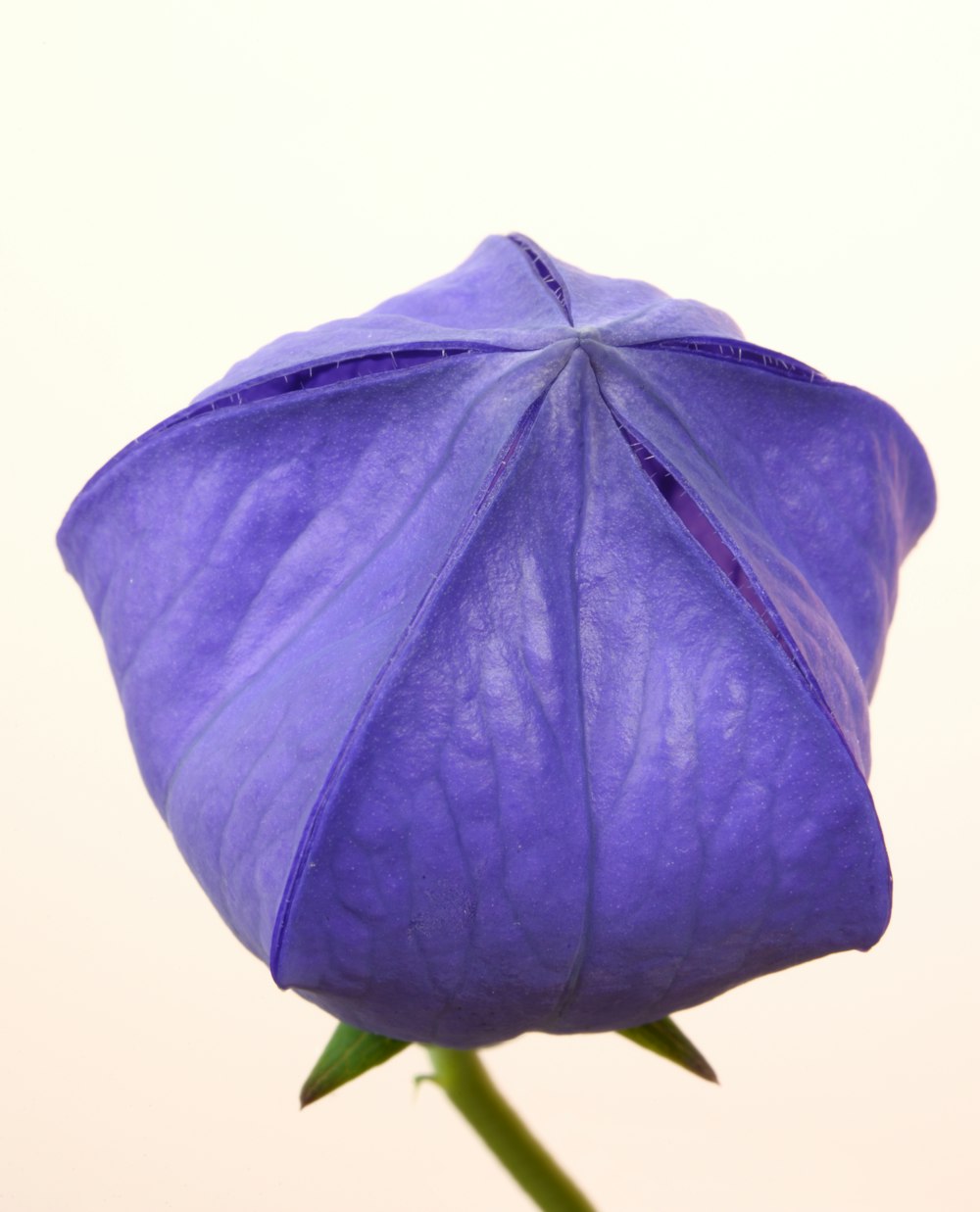 flor púrpura en fondo blanco