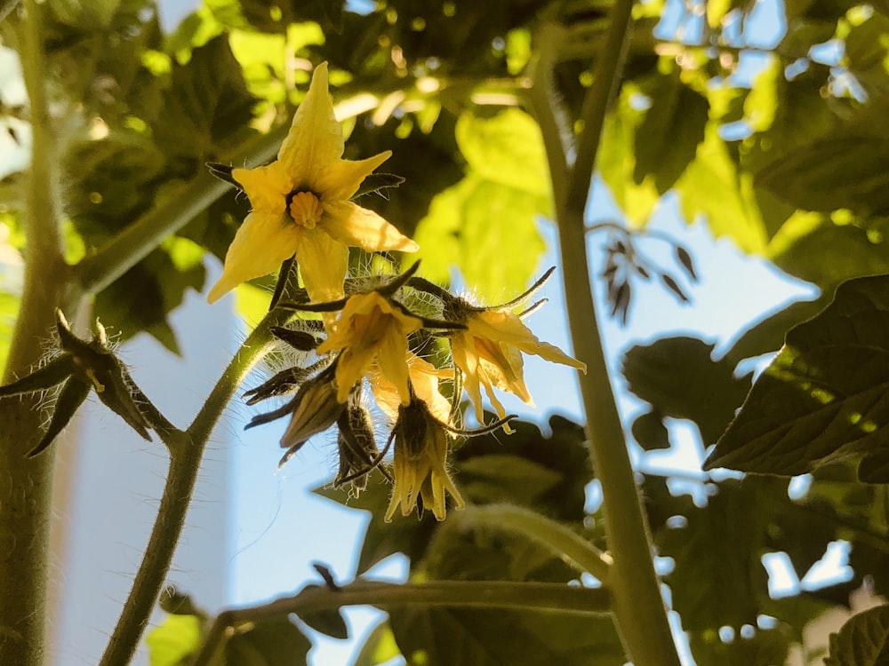 fiore giallo nell'obiettivo tilt shift