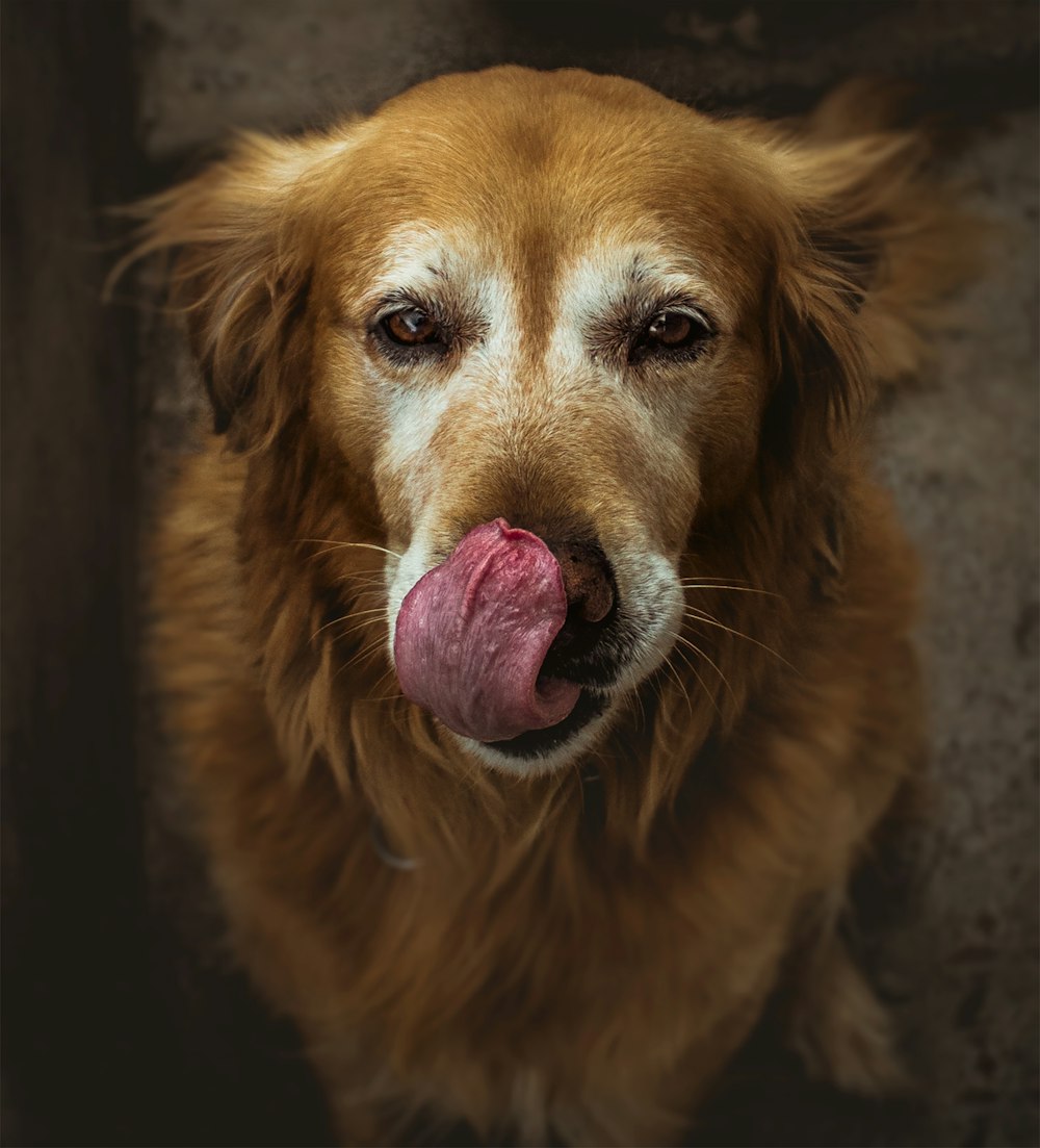 brown short coated dog showing tongue