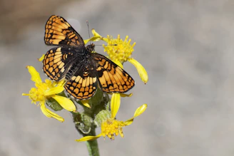 A delicate butterfly resting on a bright yellow flower, its wings patterned with intricate details.