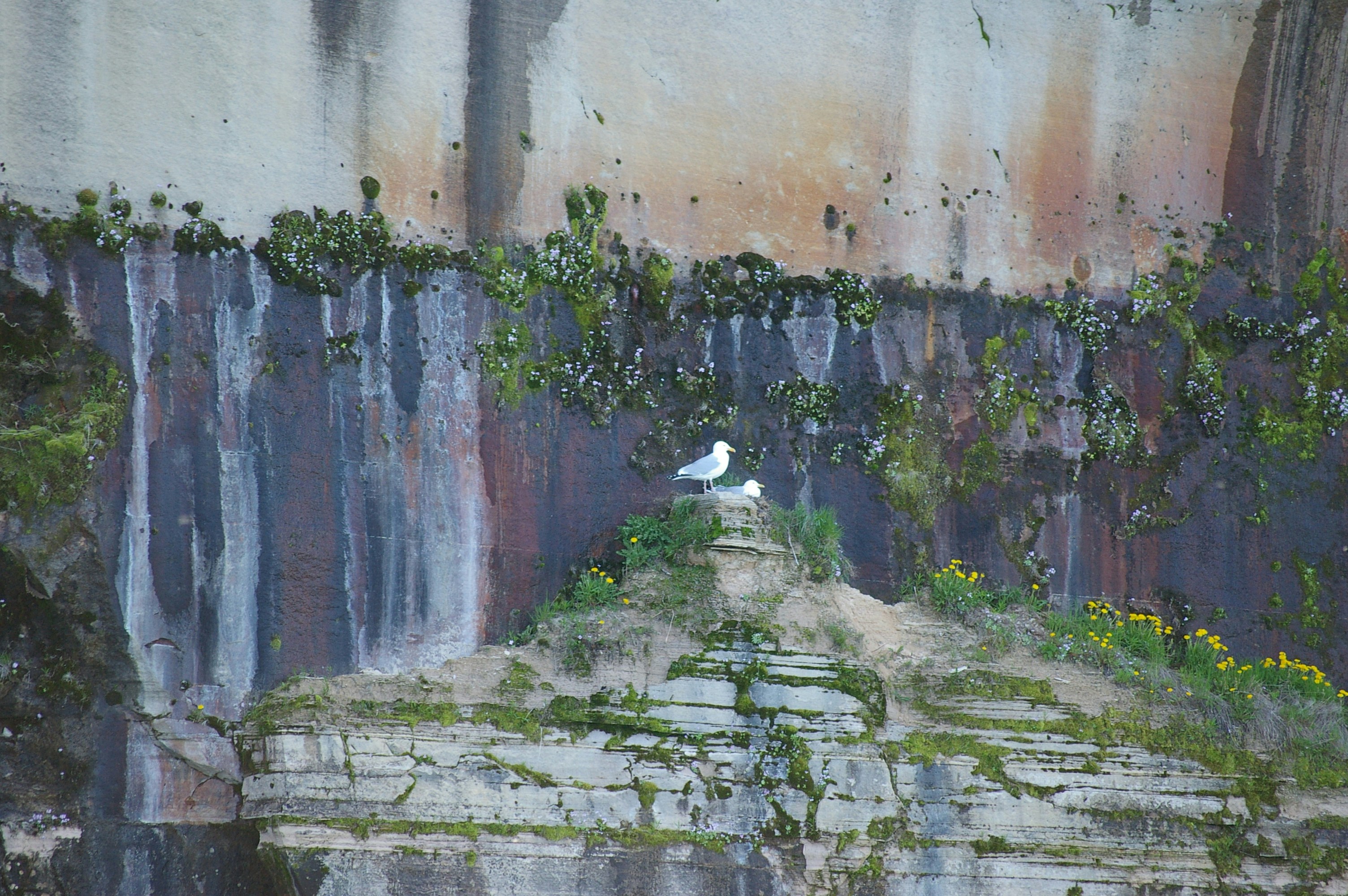 white bird on gray concrete wall, 