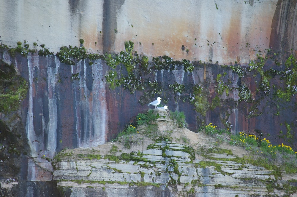 white bird on gray concrete wall