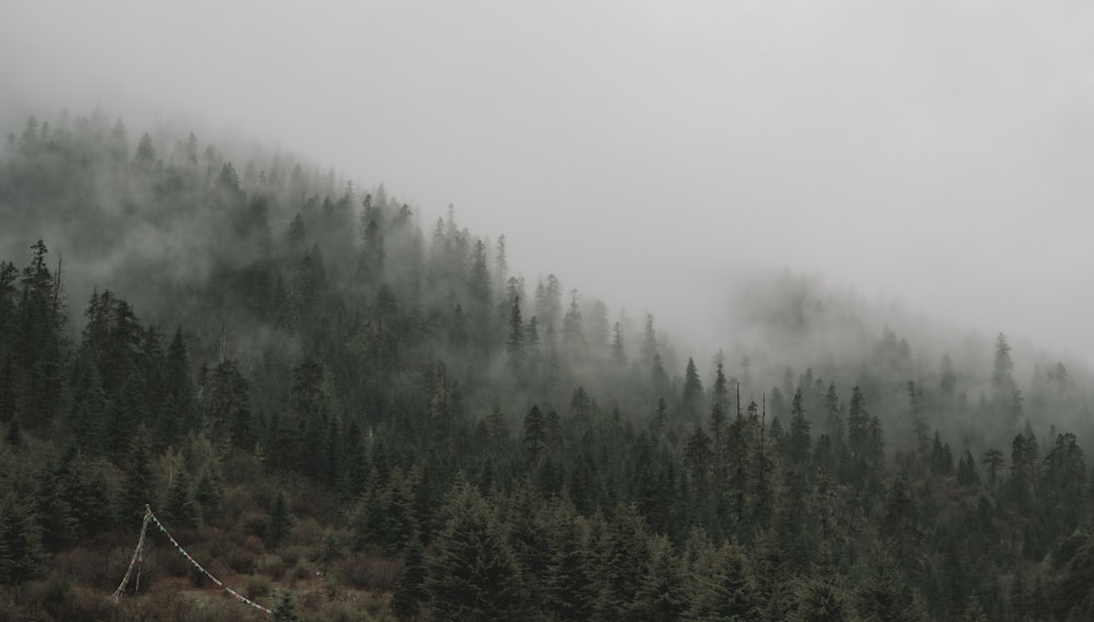 green trees covered with fog