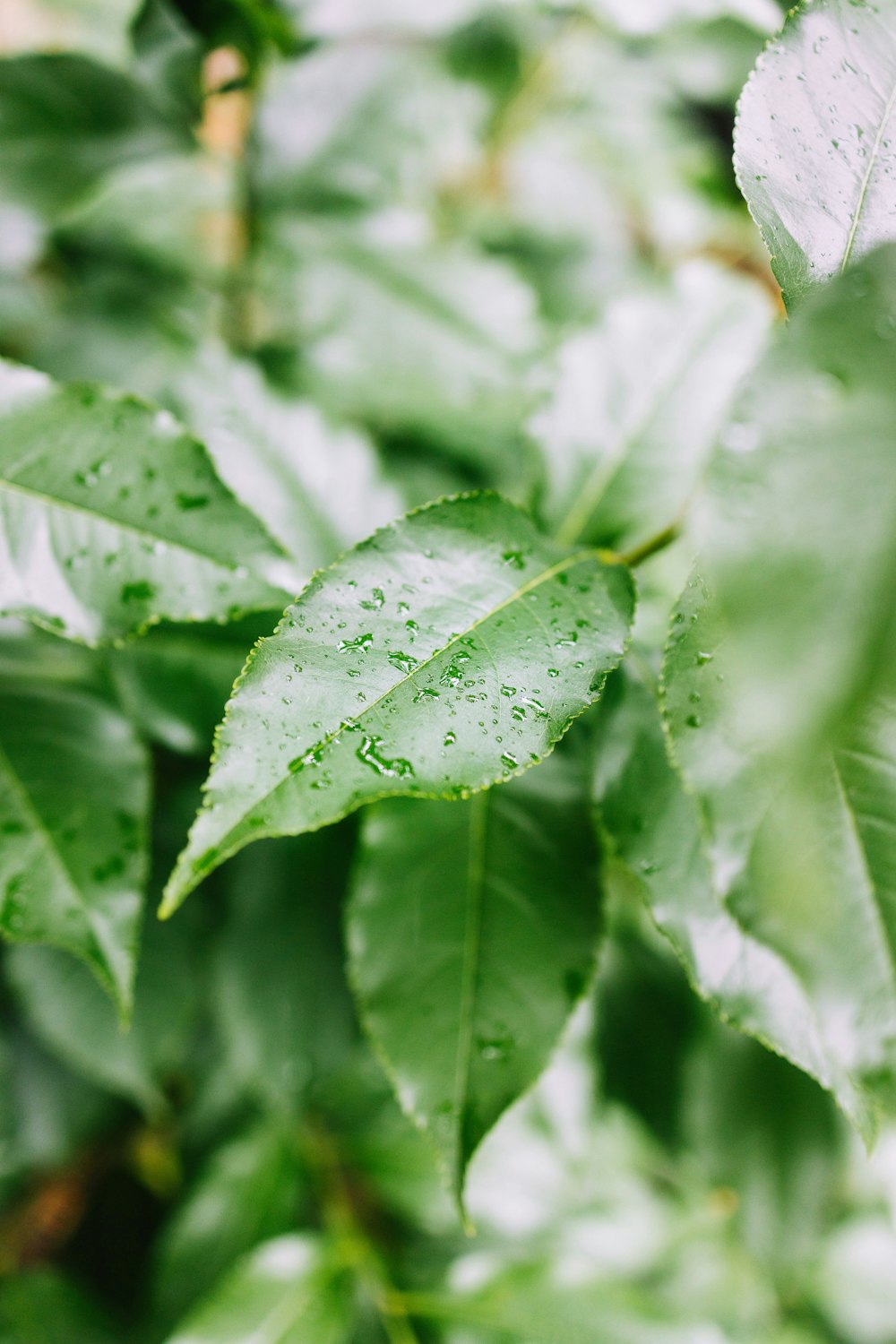 green leaf plant in close up photography