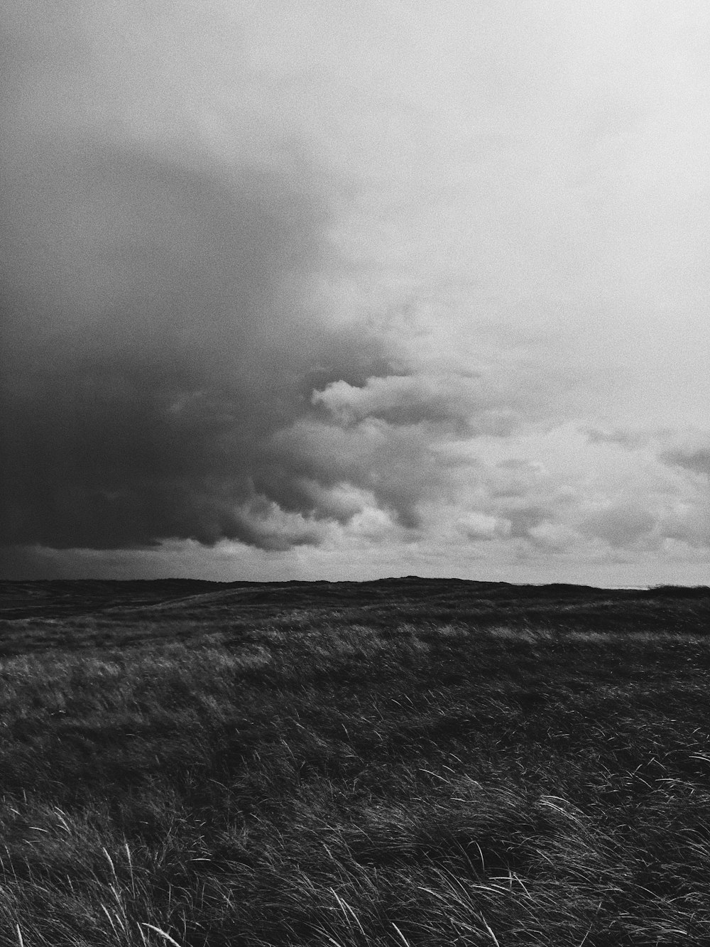 grayscale photo of grass field