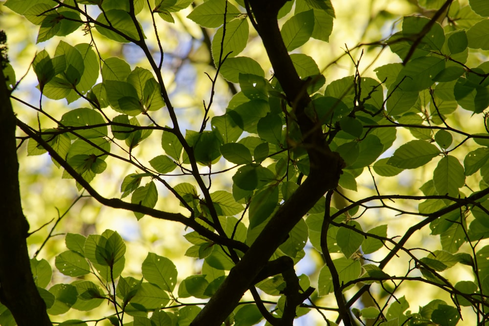 green leaves in tilt shift lens