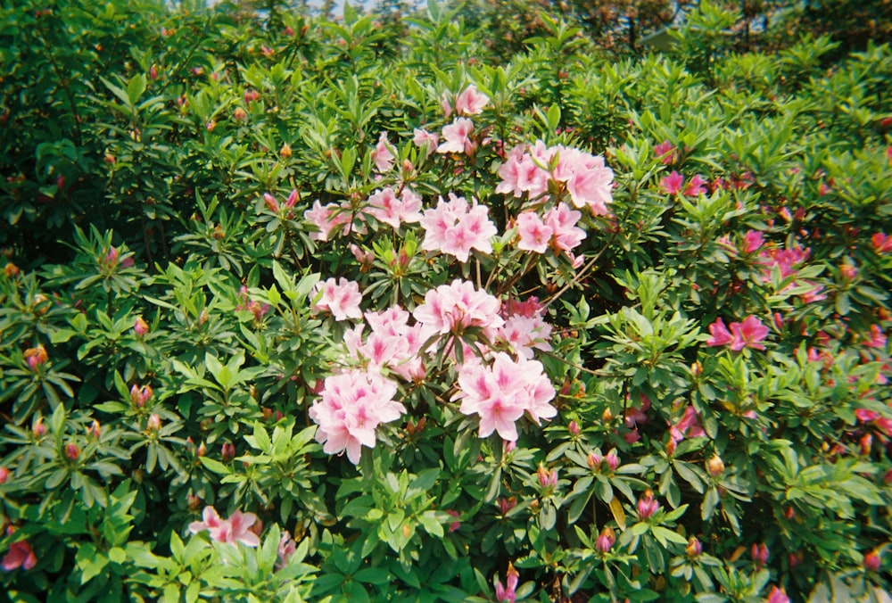 pink flowers with green leaves