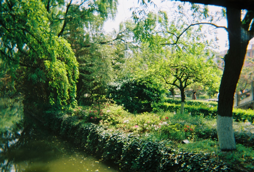 green trees beside river during daytime