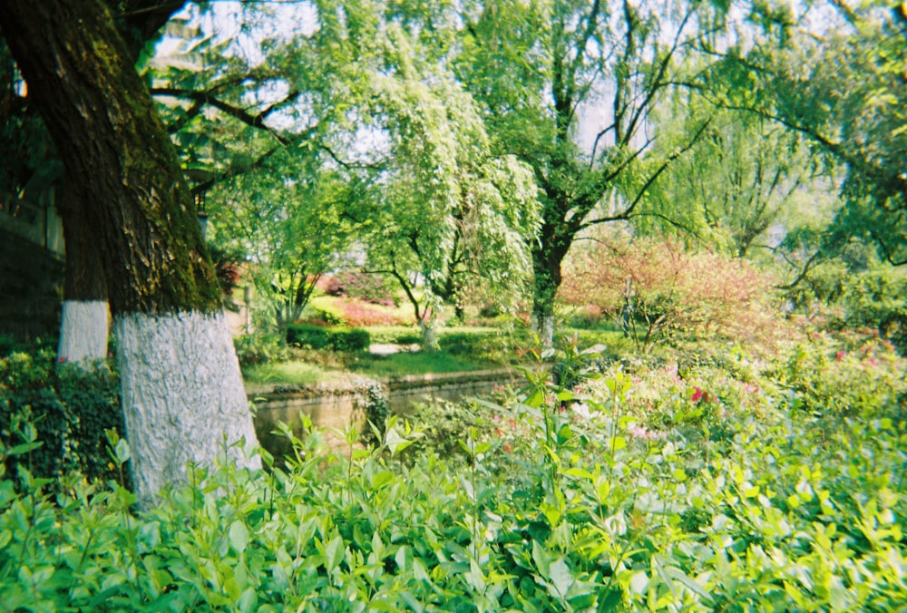 green grass and trees near river during daytime