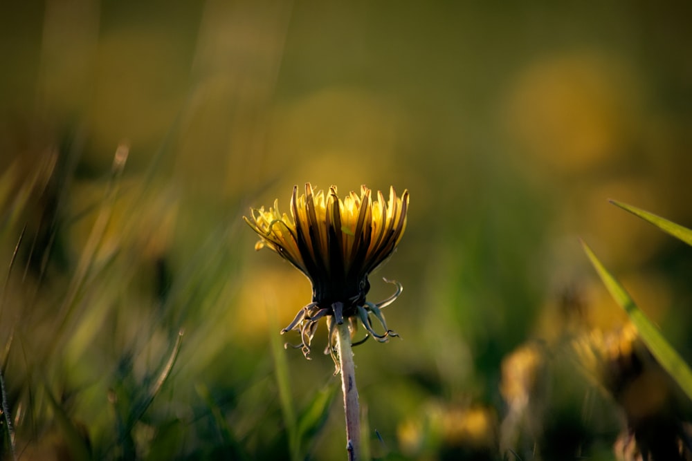 yellow flower in tilt shift lens