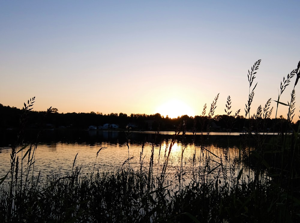 silhouette of trees near body of water during sunset