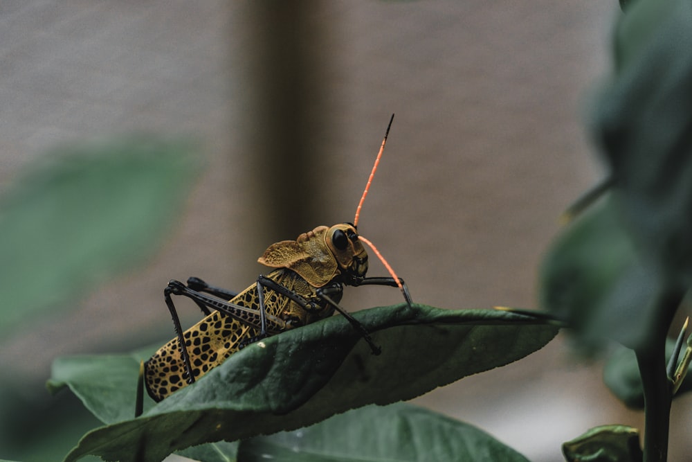 yellow and black grasshopper on green leaf in close up photography during daytime