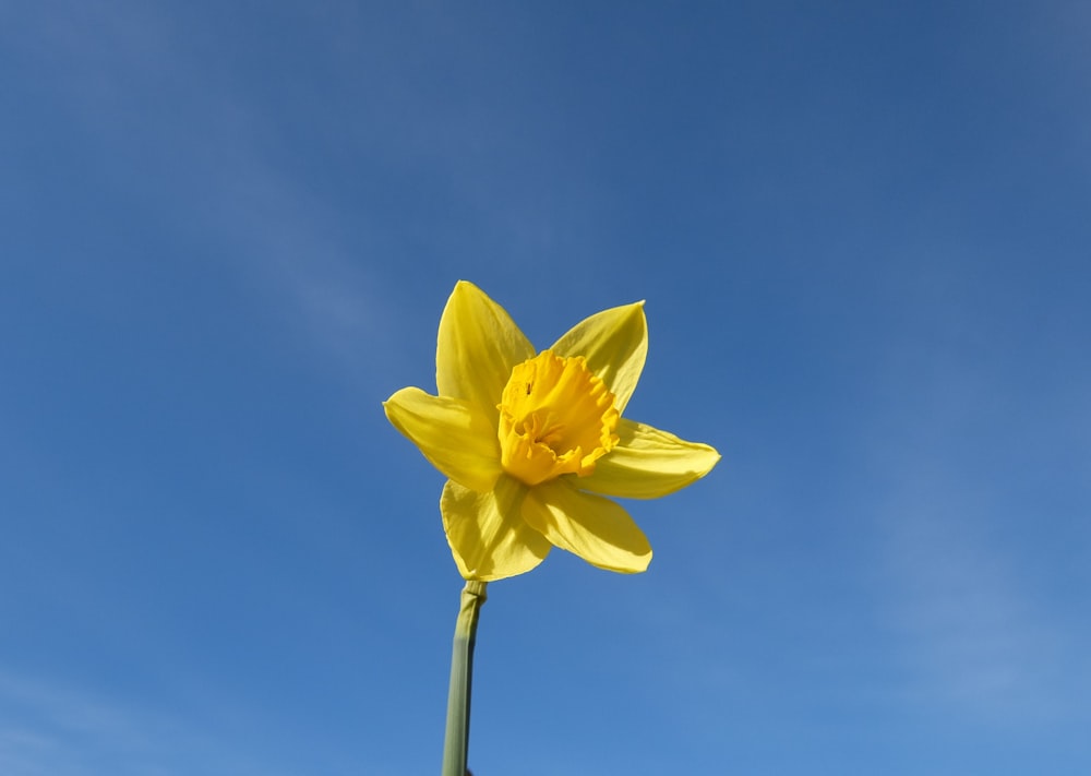 flor amarilla bajo el cielo azul durante el día