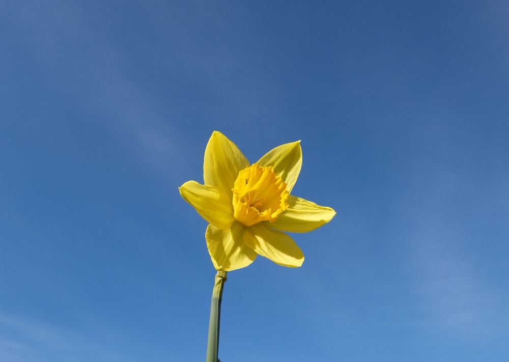 yellow flower under blue sky during daytime