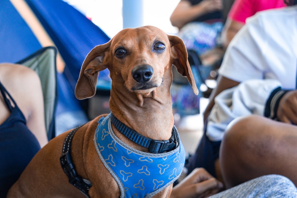 brown short coated dog wearing blue and white shirt