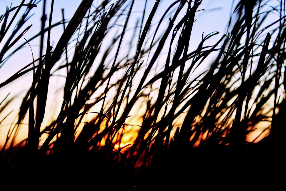 silhouette of grass during sunset