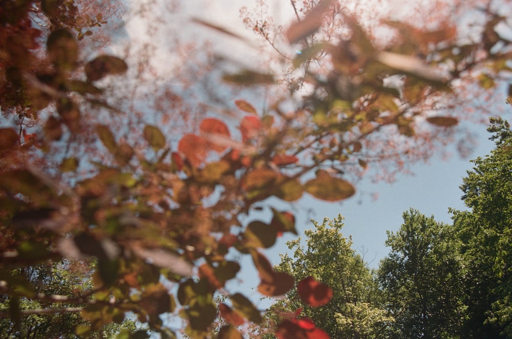 brown leaves on tree during daytime