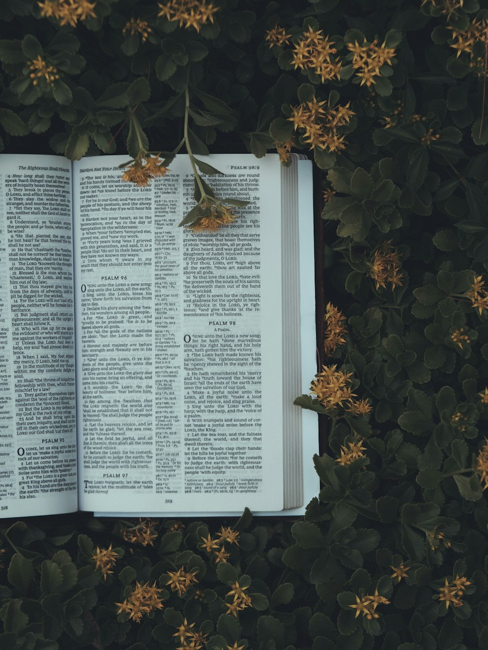 um livro aberto deitado em cima de um campo verde exuberante