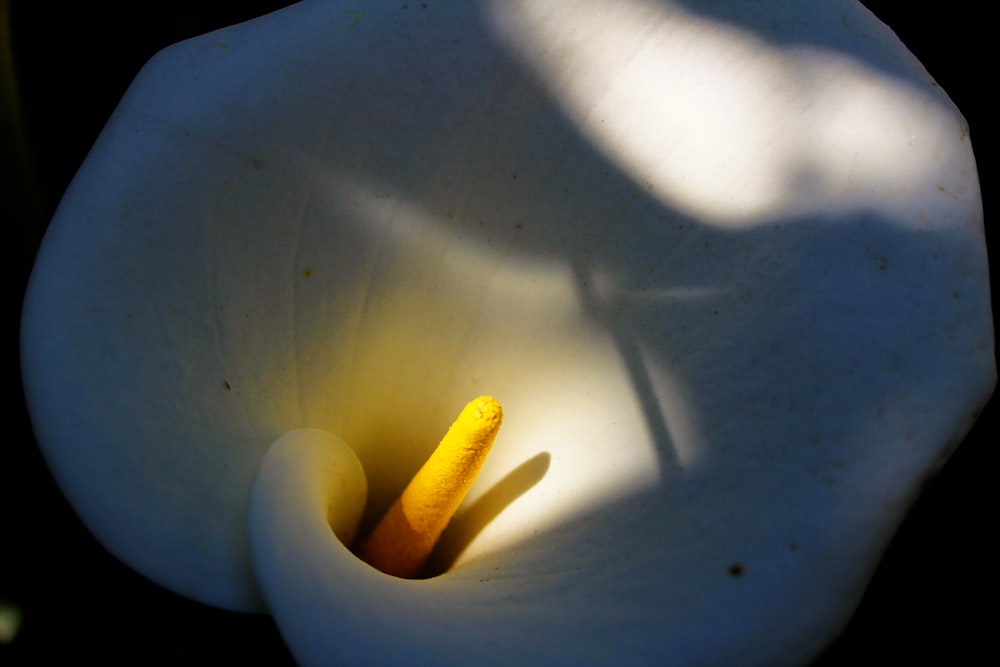 yellow banana fruit on white ceramic plate