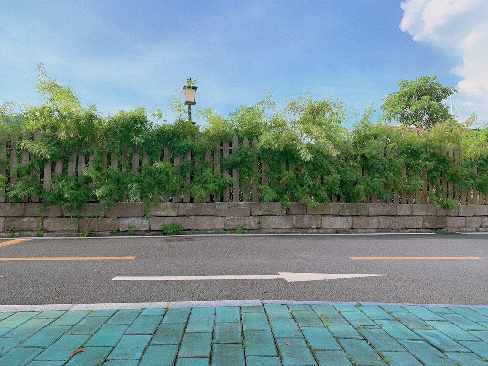 green trees on green grass field during daytime