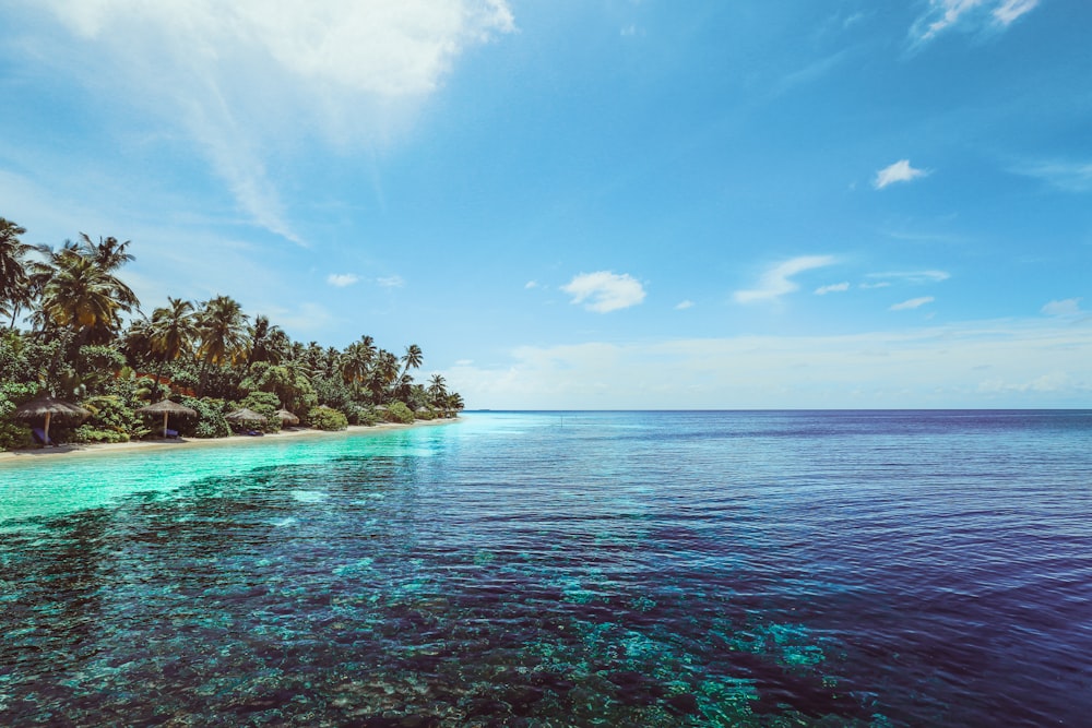 green trees on island surrounded by water under blue sky during daytime